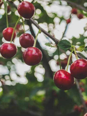 Gałąź z owocami czereśni