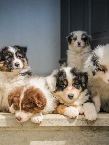 Jak opiekować się szczeniakiem