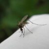 Domowe sposoby na ugryzienie komara.