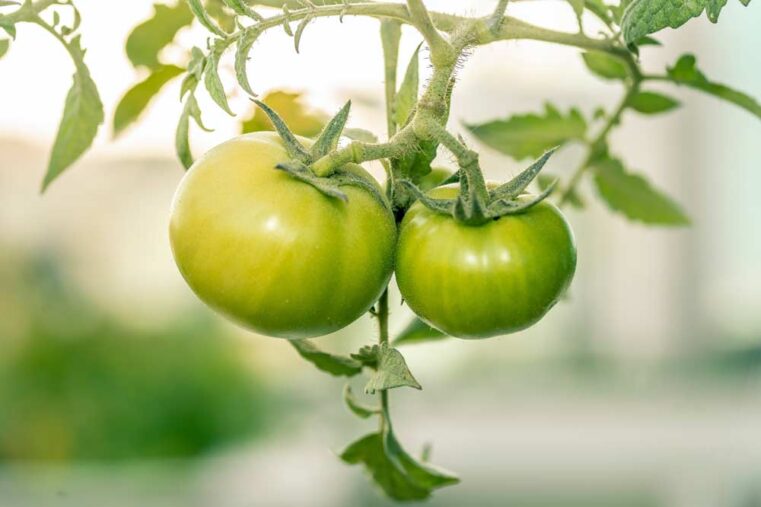 Co zrobić aby zielone pomidory dojrzały